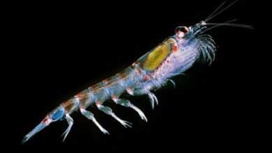 Antarctic Krill Store an Astonishing Amount of CO2 in the Deep Ocean