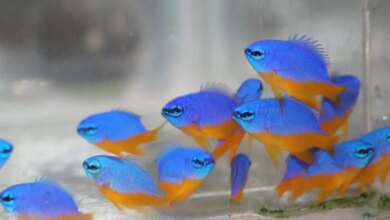 CMFRI develops captive breeding tech for high-value marine ornamental fishes