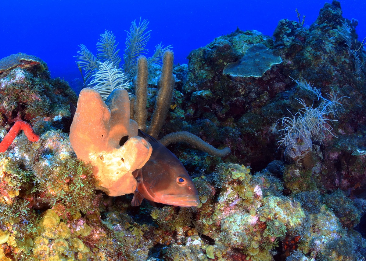 NOAA throws a new lifeline to Florida Keys marine sanctuary