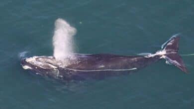 North Atlantic Right Whales Die Decades Earlier Than Antarctic Cousins