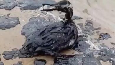 Oil washes up along Black Sea coastline following triple