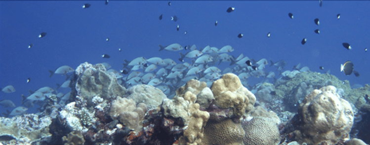 Palau's marine sanctuary protects tuna during spawning period