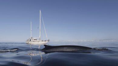 Pelagos Agreement celebrates 25 years of protecting Mediterranean marine life -