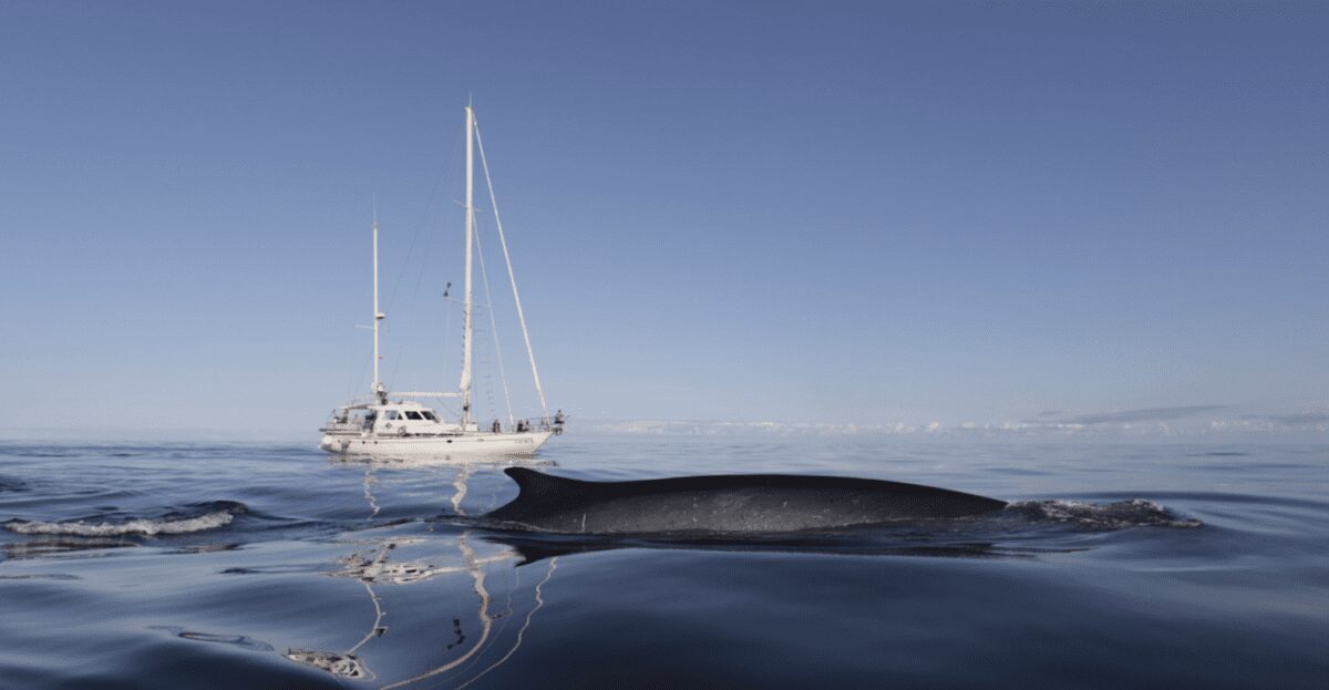 Pelagos Agreement celebrates 25 years of protecting Mediterranean marine life -