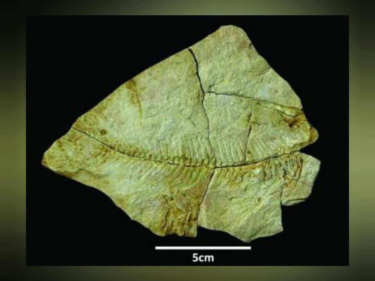 Saudi Arabia discovers 56-million-year-old fossils of marine creatures