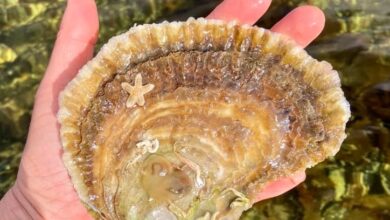 Why oysters, the natural world's 'marine engineers', are vitally important to