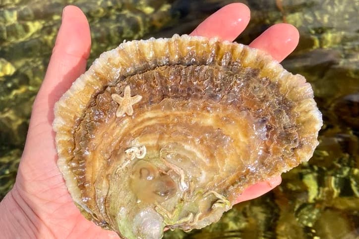 Why oysters, the natural world's 'marine engineers', are vitally important to