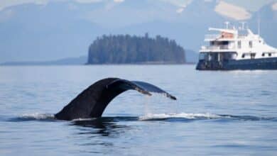 SEA Index® Teams Up with Bureau Veritas to Tackle Underwater Noise Pollution in Superyachts