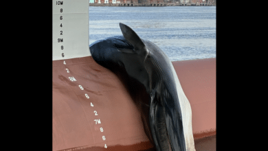 Dead whale found on ship docked at Gloucester Marine Terminal in South Jersey
