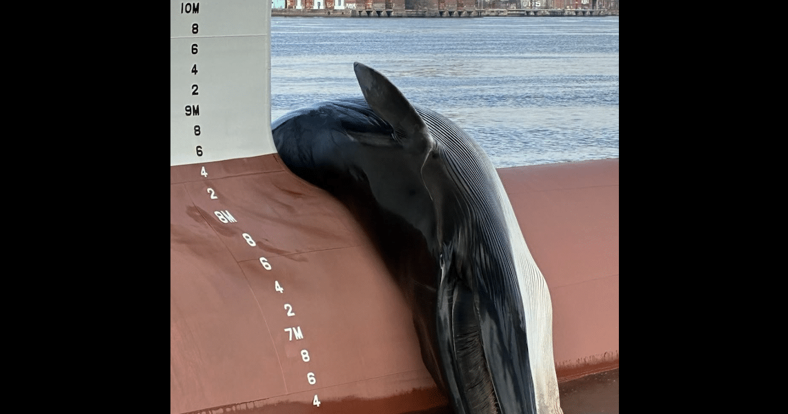 Dead whale found on ship docked at Gloucester Marine Terminal in South Jersey
