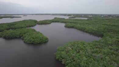 Opposition grows against proposed Terra Ceia cruise ship terminal