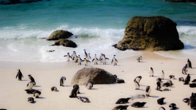 Unidentified oil washes up on South African beaches