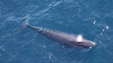 Emergency Lawsuit Filed to Stop Trump Admin Meeting That Could Drive a Whale