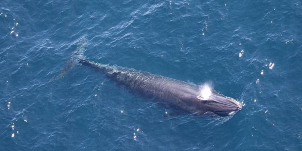 Emergency Lawsuit Filed to Stop Trump Admin Meeting That Could Drive a Whale