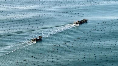 China's marine economy posts steady growth in H1-Xinhua